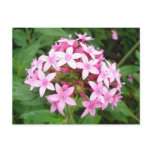 Pink Bouquet postcards