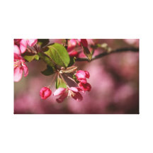 Pink Buds Canvas Gallery Wrapped Canvas