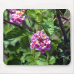 Pink Butterfly Weed Mousepad