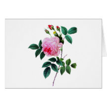 Pink Cabbage Rose by Pierre Joseph Redoute Card