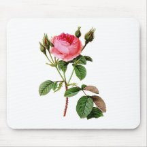 Pink Cabbage Rose by Pierre Joseph Redoute Mousepads
