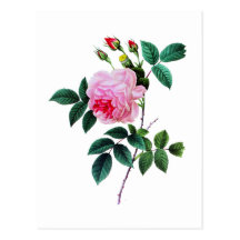 Pink Cabbage Rose by Pierre Joseph Redoute Post Cards