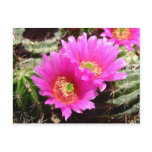 Pink cacuts blossoms postcards