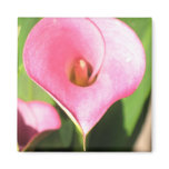 Pink Cala Lily magnets