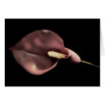 Pink Calla - Card