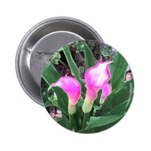Pink Calla Lilies