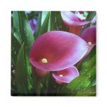 Pink Calla Lily Magnet