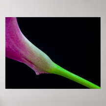Pink Calla Lily Posters