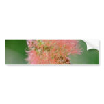 Pink Callistemon lanceolatus flowers Bumper Stickers