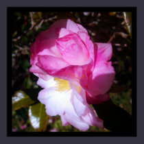 Pink Camellia Blossom Photo Poster posters