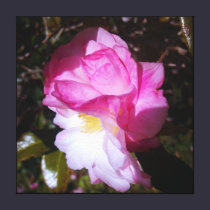 Pink Camellia Colour Canvas Wall Decor canvas prints