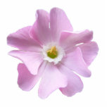 Pink Campion flower ~ acrylic photo sculptures