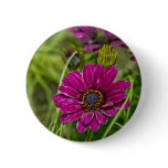 Pink Cape Daisy Flower button pin