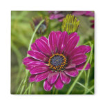 Pink Cape Daisy Flower fridge magnet