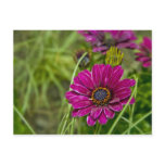 Pink Cape Daisy Flower postcard