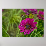 Pink Cape Daisy Flower poster print