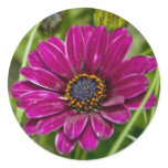 Pink Cape Daisy Flower round sticker