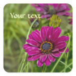 Pink Cape Daisy Flower square sticker
