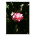 pink cards
