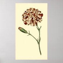 Pink Carnation Poster