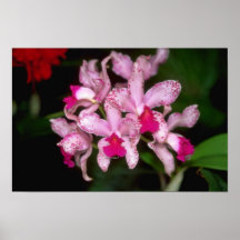 Pink Cattleya flowers Posters