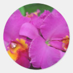Pink Cattleya flowers Round Sticker