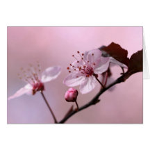 Pink Cherry Blossom Greeting Cards