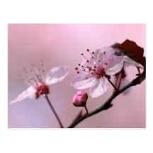 Pink Cherry Blossom Post Card