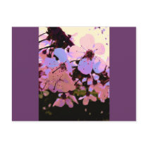 Pink Cherry Blossom