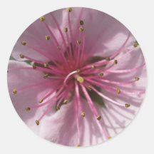 Pink Cherry Tree Stickers