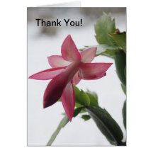 Pink Christmas Cactus Thank You Card