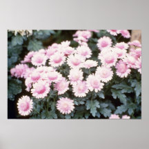 Pink Chrysanthemum 'Cherub' (Florist Chrysanthemum Print