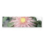 Pink Chrysanthemum 'Type Araigneefilament' (Floris Bumper Sticker