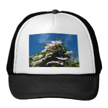 Pink clematis blossoming on a sunny day hat