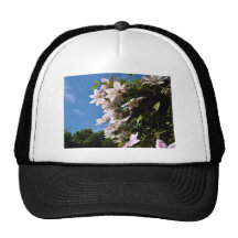 Pink clematis blossoming on a sunny day trucker hats