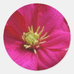 Pink Clematis flowers Sticker