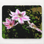 Pink clematis with various shades of Pink Mouse Pads
