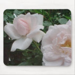 Pink Climbing Rose mousepads