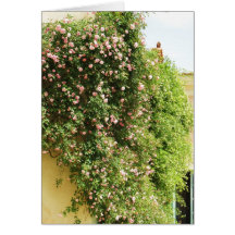 PINK Climbing ROSES Cards