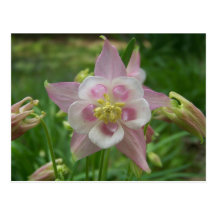 Pink Columbine Post Card