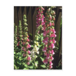 Pink Common Foxglove, (Digitalis Purpurea) flowers Postcards