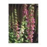 Pink Common Foxglove, (Digitalis Purpurea) flowers Postcards