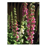 Pink Common Foxglove, (Digitalis Purpurea) flowers Postcards