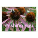 Pink Coneflower Bee Greeting Card