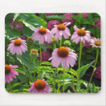 Pink Coneflowers Mousepad