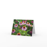 Pink Coneflowers Notecards