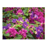 Pink Convolvas and bougainvillea, Spaincon flowers Postcard