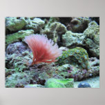 Pink coral in saltwater aquarium poster print