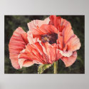 Pink Corn Poppy Botanical Poster Canvas Print