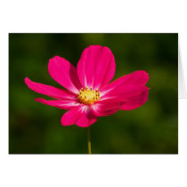 Pink Cosmos Greeting Card